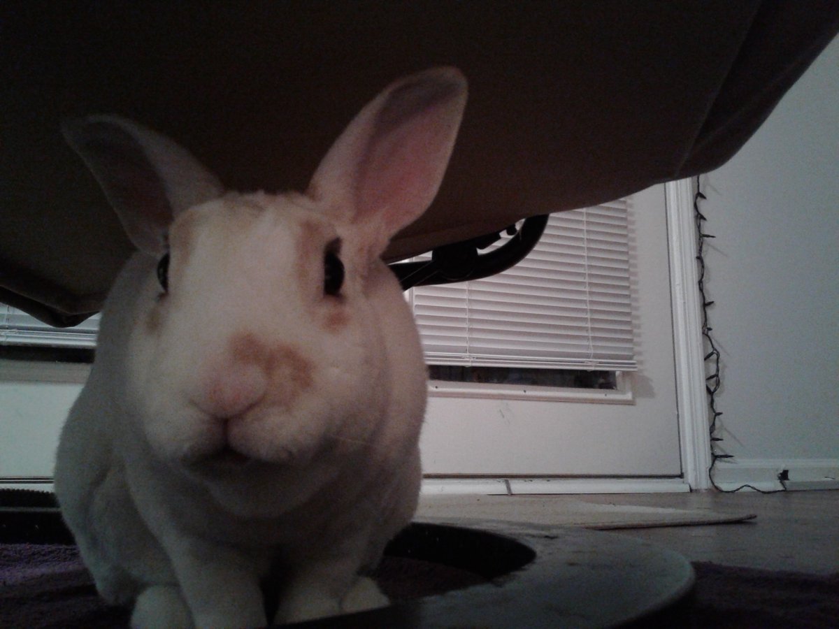 floorsharkmomma's tweet image. Him so cuuuuute!!! #CloverRex