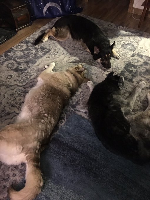 The TRIFECTA! ⚠️  (Yes, Dagny needs more brushing. Tis the season.) https://t.co/QH2ykGokez