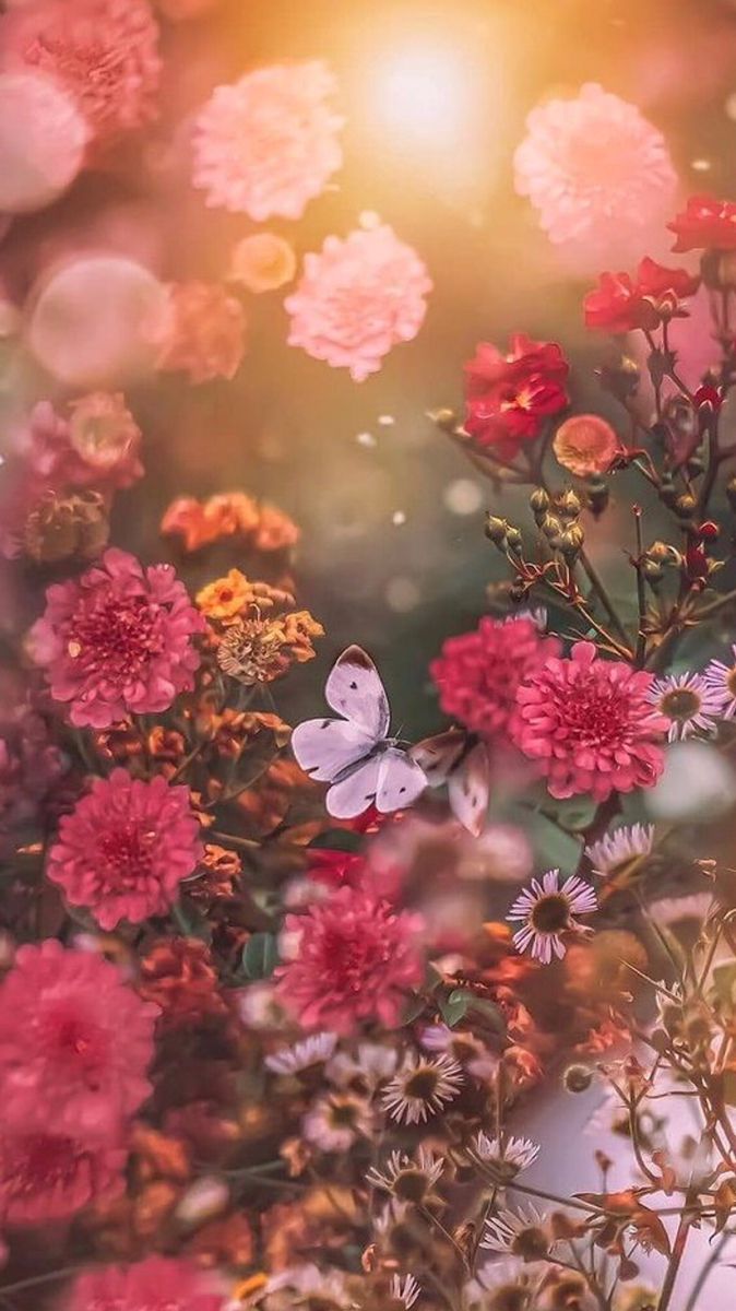 Mornings with you feel like the touch of butterflies, soft and wonderful. Spread your wings and show the world how amazing you are 🌞➶ ❁۪ ｡˚ ✧ꕥ ✧ ⁺ ⁺ 　°🌸 ❁ཻུ۪۪♡ ͎ ｡˚ 　　°🩷 🌻.➶ ｡ 　　° * · ♡ლ