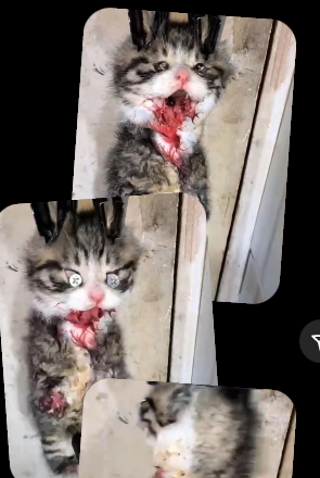 Gardiensfelins's tweet photo. A tous les médias français ! 
Le zoosadisme se développe, par la création d'un groupe de torture de chats, depuis une année. @felineguardians une communauté internationale tente de les faire arrêter. Aidez-les !

Regardez ce qu'ils sont capable de faire ! https://t.co/2yT1vFYTbc