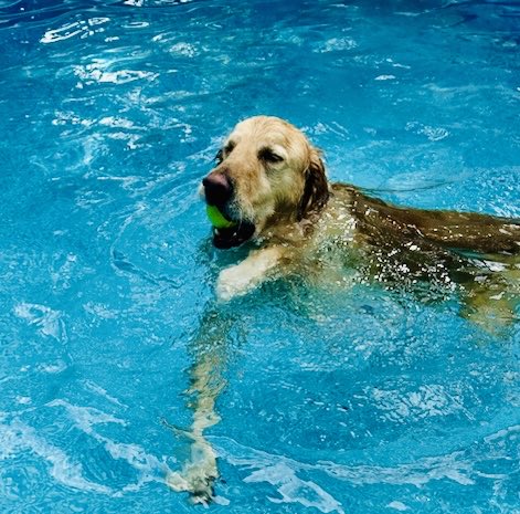 Saturday was #NationalPoolOpeningDay  Beau celebrated accordingly 🐕 💦 #poolday #goldenretriever