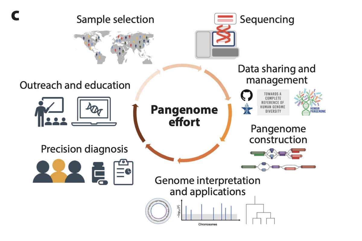 Excited to announce our new review: Beyond the Human Genome Project: The Age of Complete Human Genome Sequences and Pangenome References. w/ @BenedictPaten @rajivmccoy @khmiga @EimearEKenny et al. annualreviews.org/content/journa…