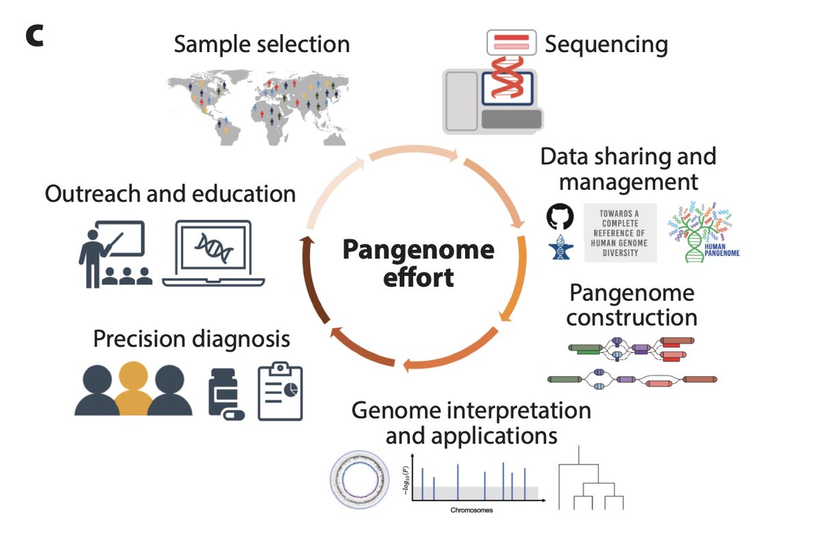 Michael Schatz (@mike_schatz) on Twitter photo Excited to announce our new review: Beyond the Human Genome Project: The Age of Complete Human Genome Sequences and Pangenome References. w/ @BenedictPaten <a href="/rajivmccoy/">Rajiv McCoy</a> <a href="/khmiga/">Karen Miga</a> <a href="/EimearEKenny/">Eimear Kenny</a> et al. annualreviews.org/content/journa… Excited to announce our new review: Beyond the Human Genome Project: The Age of Complete Human Genome Sequences and Pangenome References. w/ @BenedictPaten <a href="/rajivmccoy/">Rajiv McCoy</a> <a href="/khmiga/">Karen Miga</a> <a href="/EimearEKenny/">Eimear Kenny</a> et al. annualreviews.org/content/journa…