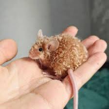 CarolineJBald's tweet image. Not long recovered from a texel mice google hole and not sure I’ll recover. #phdchat #ThisTimeNextWeek crumbs…