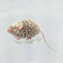 CarolineJBald's tweet image. Not long recovered from a texel mice google hole and not sure I’ll recover. #phdchat #ThisTimeNextWeek crumbs…