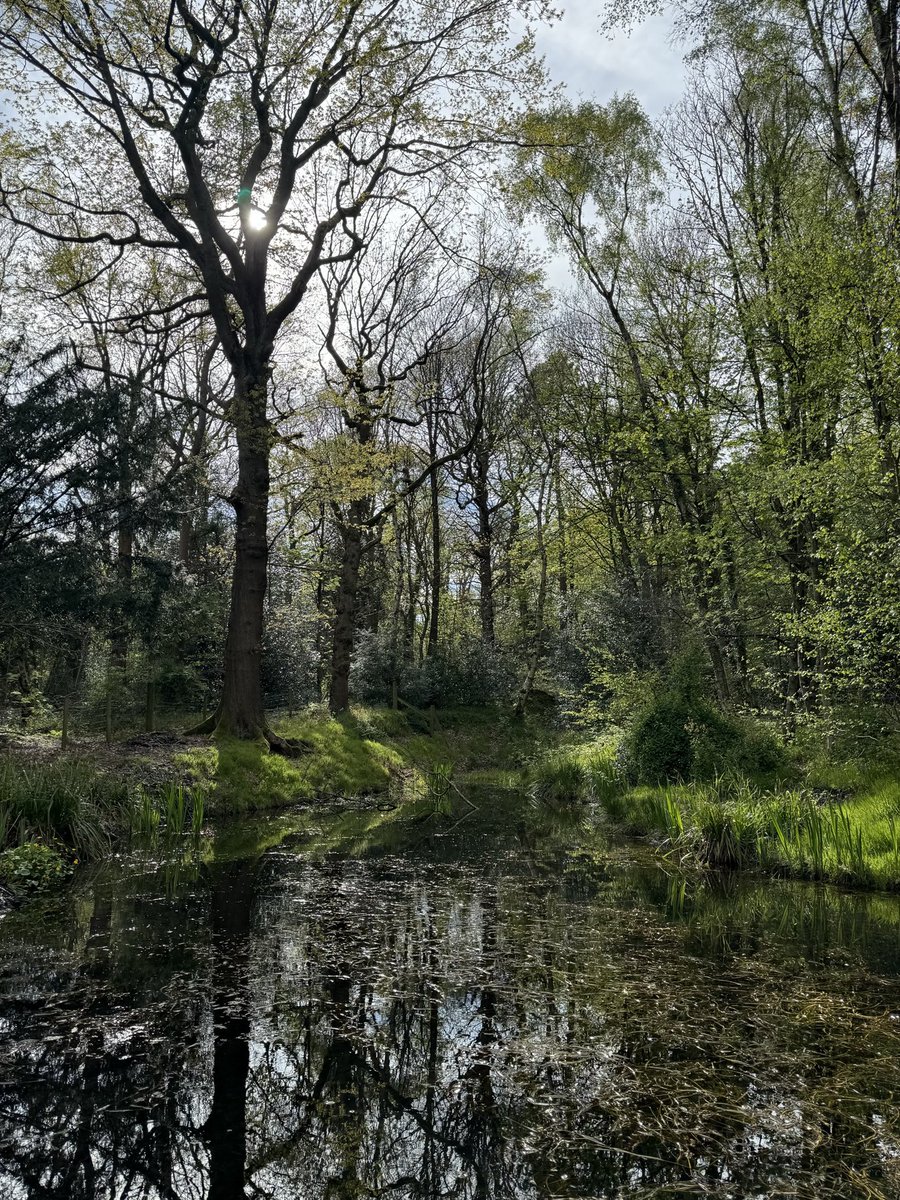 Home sweet home. The magical Ecclesall Woods.