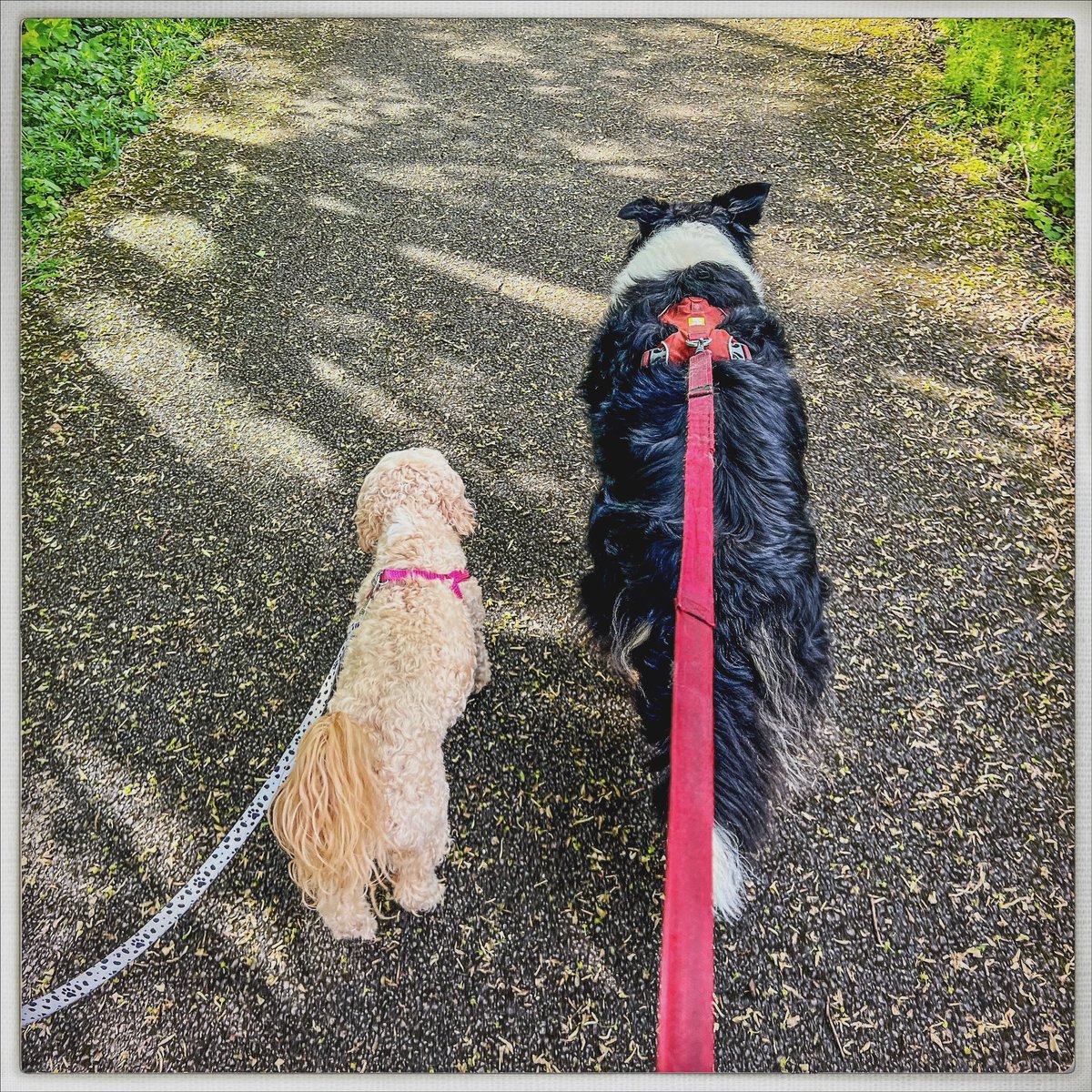 Day 119/366 #photoaday Rigby loves going running with me, but sometimes, he just wants to go for a stroll with his mate. #photooftheday #dogs