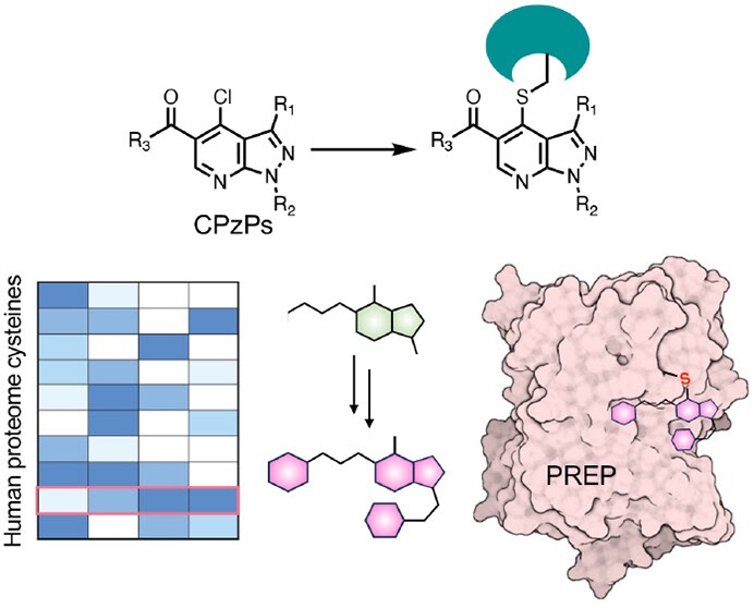 CovalentMod's tweet photo. Discovery of a Tunable Heterocyclic Electrophile 4-Chloro-pyrazolopyridine That Defines a Unique Subset of Ligandable Cysteines https://t.co/EK1dY8QtKw https://t.co/KxhbUEewgo