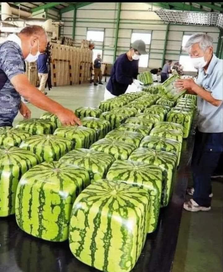 When you think Japan is done innovating, they invent square watermelons. And yes, it’s real. No AI here! They’re just regular watermelons grown inside plastic containers. They’re considered a bit of a novelty there and can cost $200+ 🤯