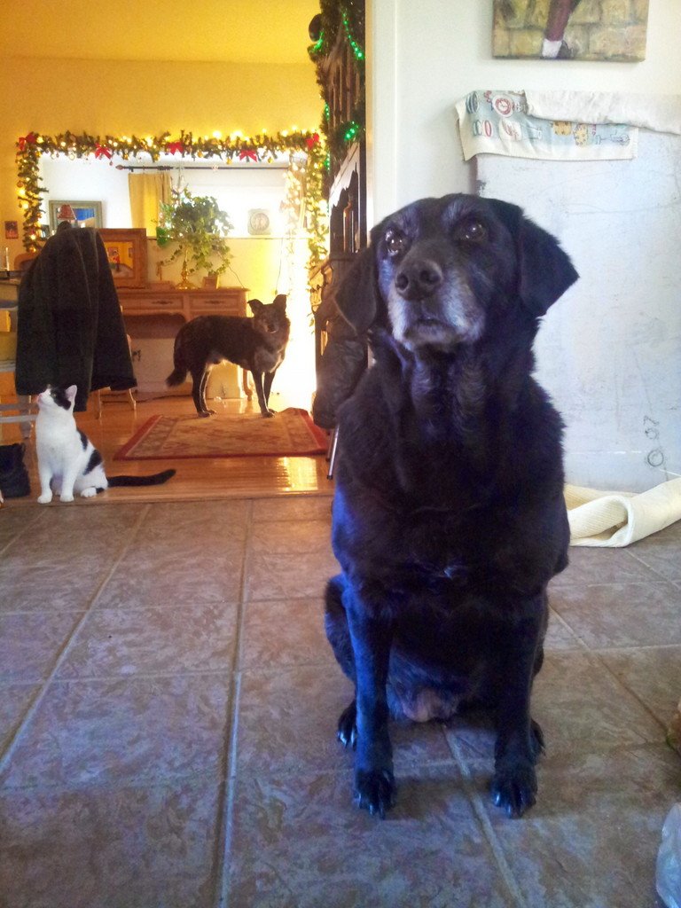 FlamencoCaravan's tweet photo. This is Lucy. Rescued from a worker at my house, who said he had a puppy he was going to Shoot because she kept knocking over his fishin' poles.
I said bring her to me, I will re-home . Did I? Umm no, she lived a happy carefree 13yrs with me.
Sweet Lucy
#KristiNoemIsAMonster https://t.co/yc9tIFXCgV