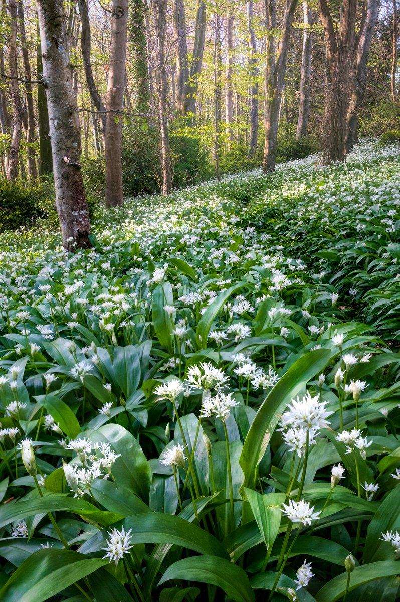 Had a great time shooting some wild garlic with @tjallenphoto 

#wildgarlic #bluebells #forest #spring