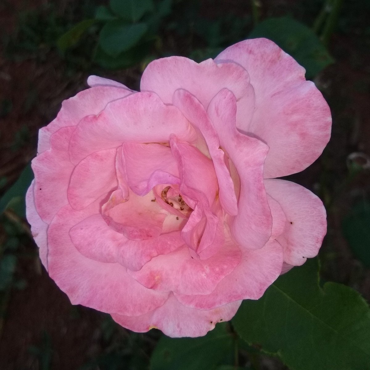 Rosa