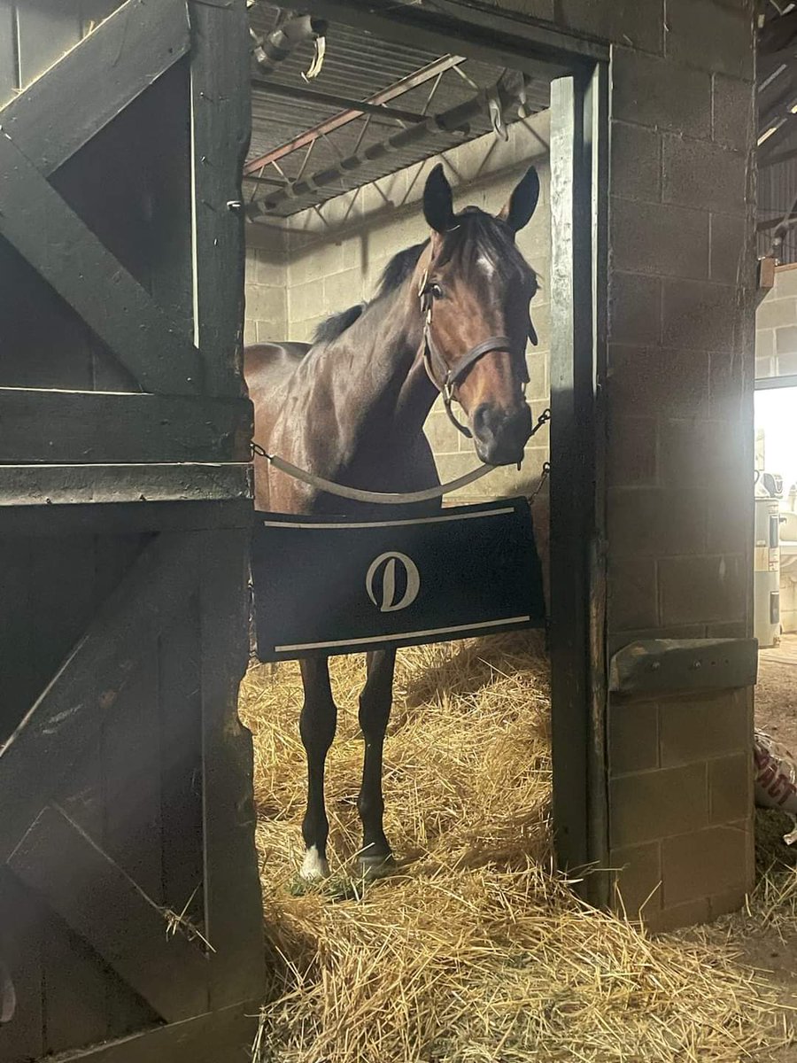 FREE LIKE A GIRL will be running at Churchill Downs on Kentucky Oaks Day! She will be running in the $1M La Troienne Stakes (G1). She is the #3 (15/1 ML) in race 5 and Corey Lanerie will be in the irons.