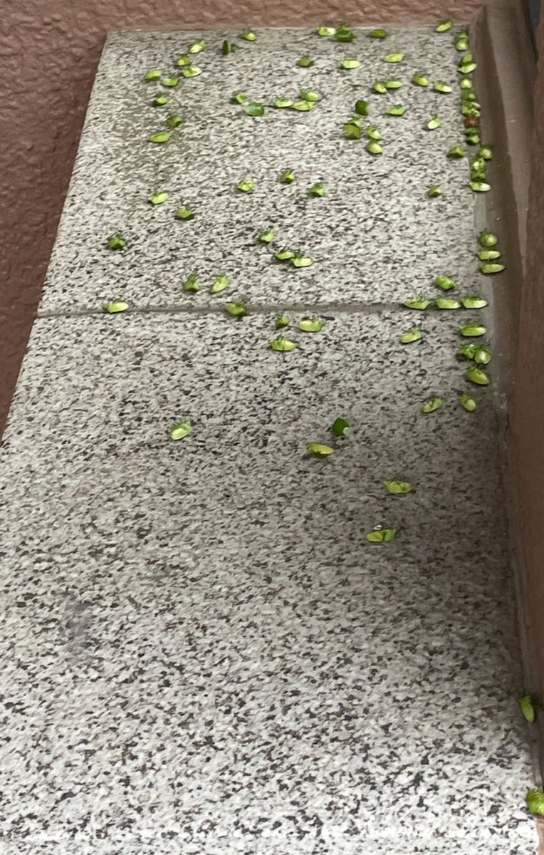 昨日の夜、カメムシ多すぎて抹殺した。