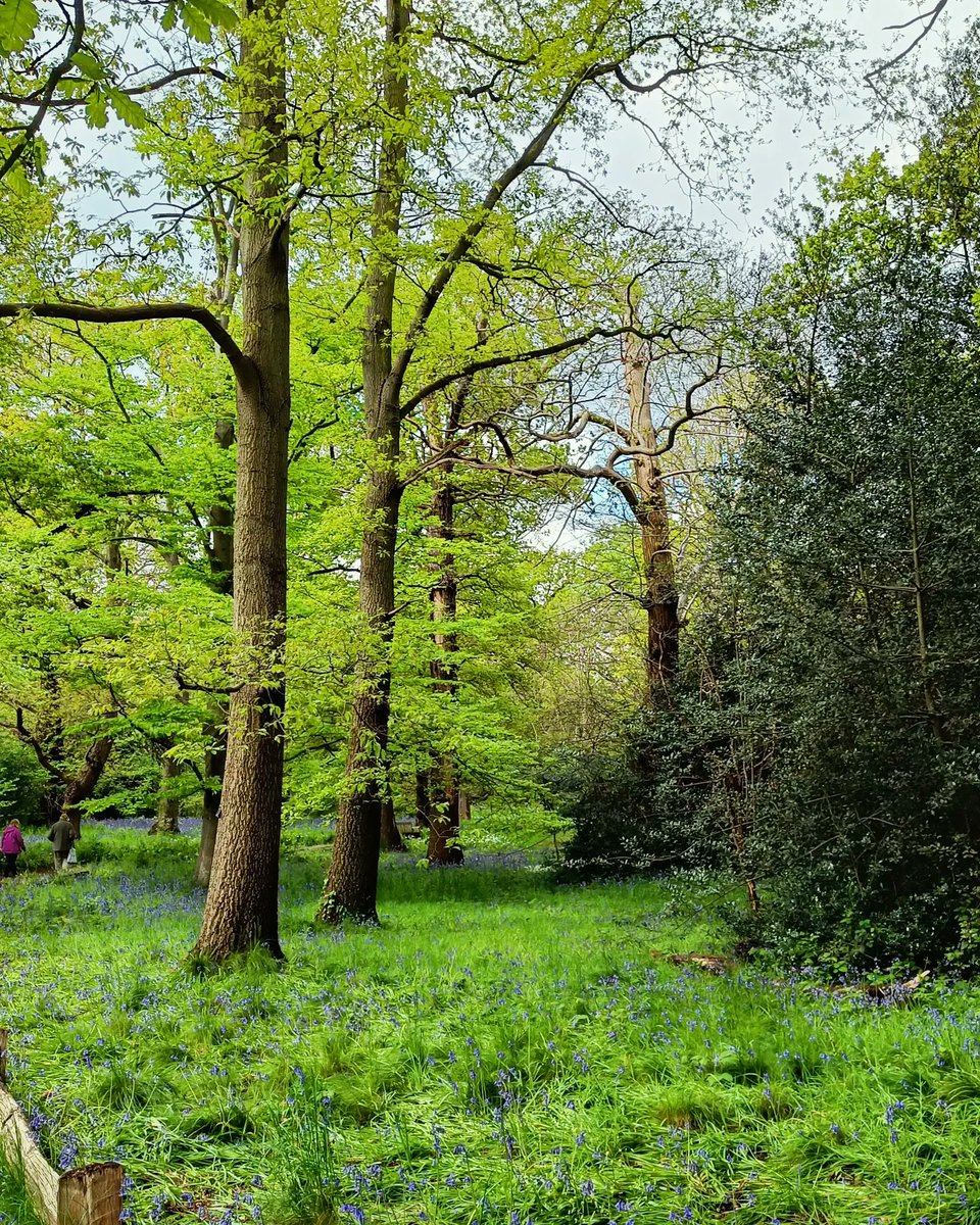 Sunday featured a return to @kewgardens. 

First time here in Spring and it did not disappoint, despite the rain today. Verdant and inspiring. 🌿