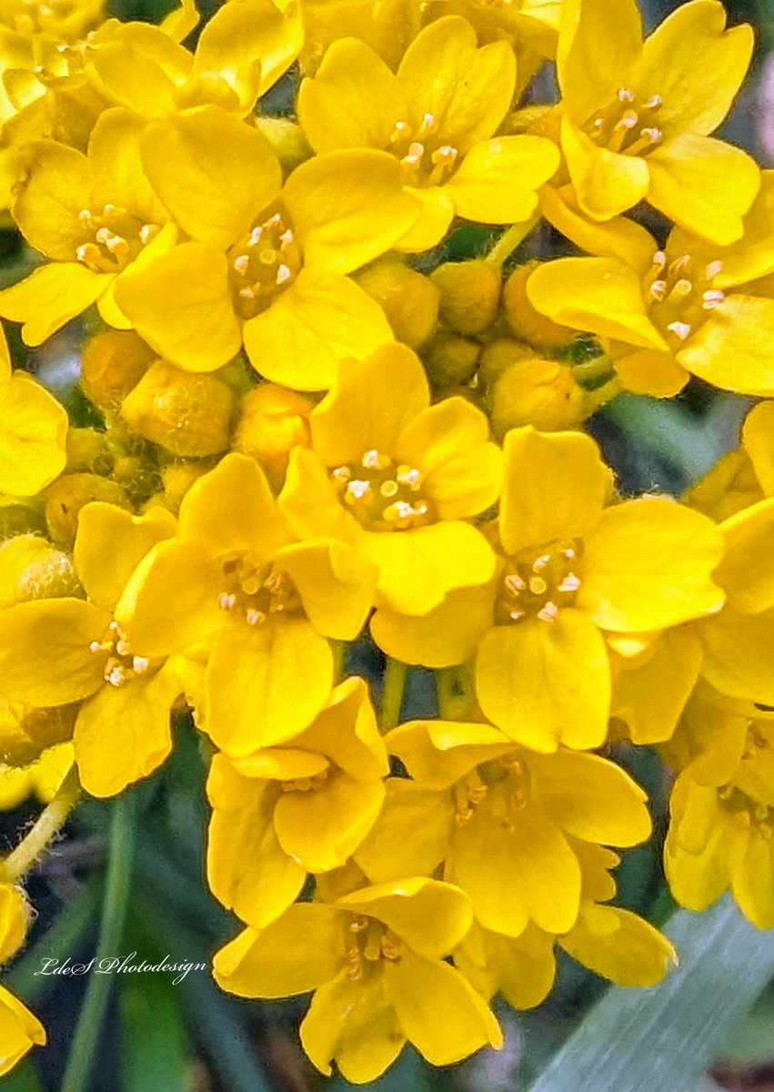 LdeSignalas's tweet photo. Aurinia saxatilis, famille Brassicaceae pour
#SundayYellow
#ThePhotoHour #MacoHour
#MacroPhotography
#Wildflowers https://t.co/Qkbeh6Wt7U