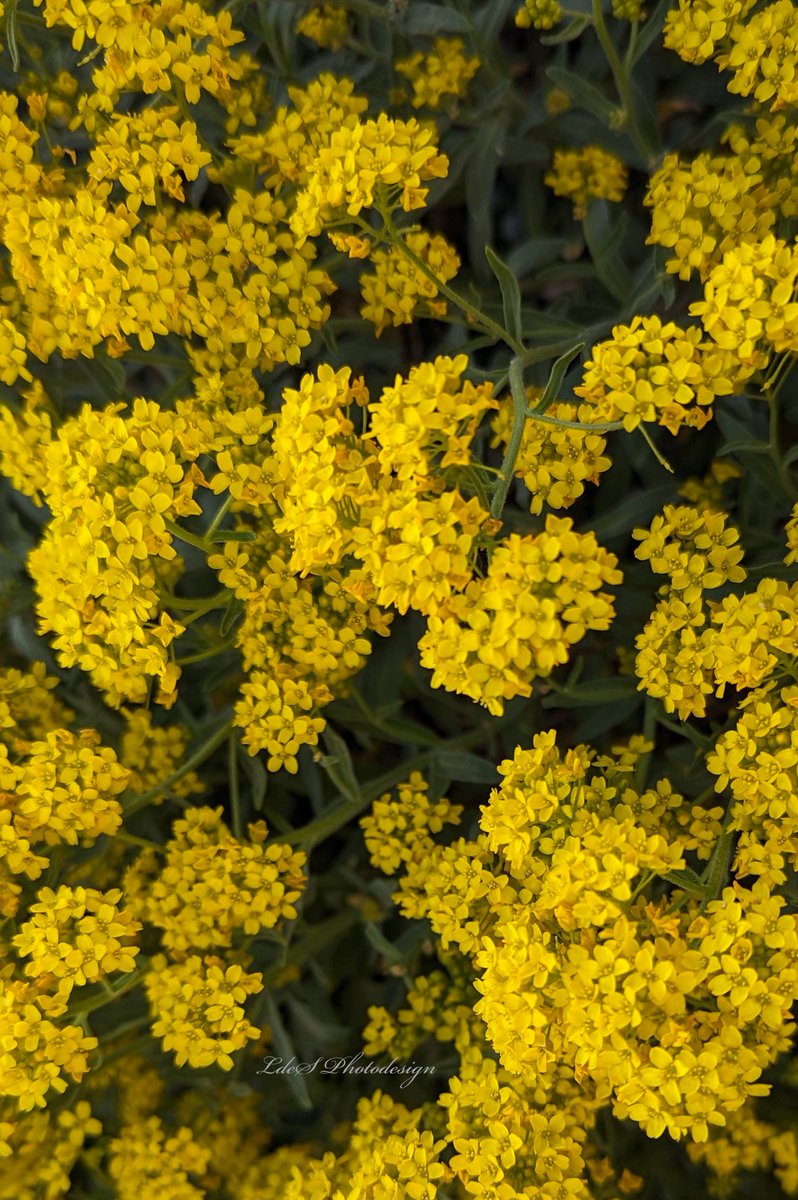 LdeSignalas's tweet photo. Aurinia saxatilis, famille Brassicaceae pour
#SundayYellow
#ThePhotoHour #MacoHour
#MacroPhotography
#Wildflowers https://t.co/Qkbeh6Wt7U
