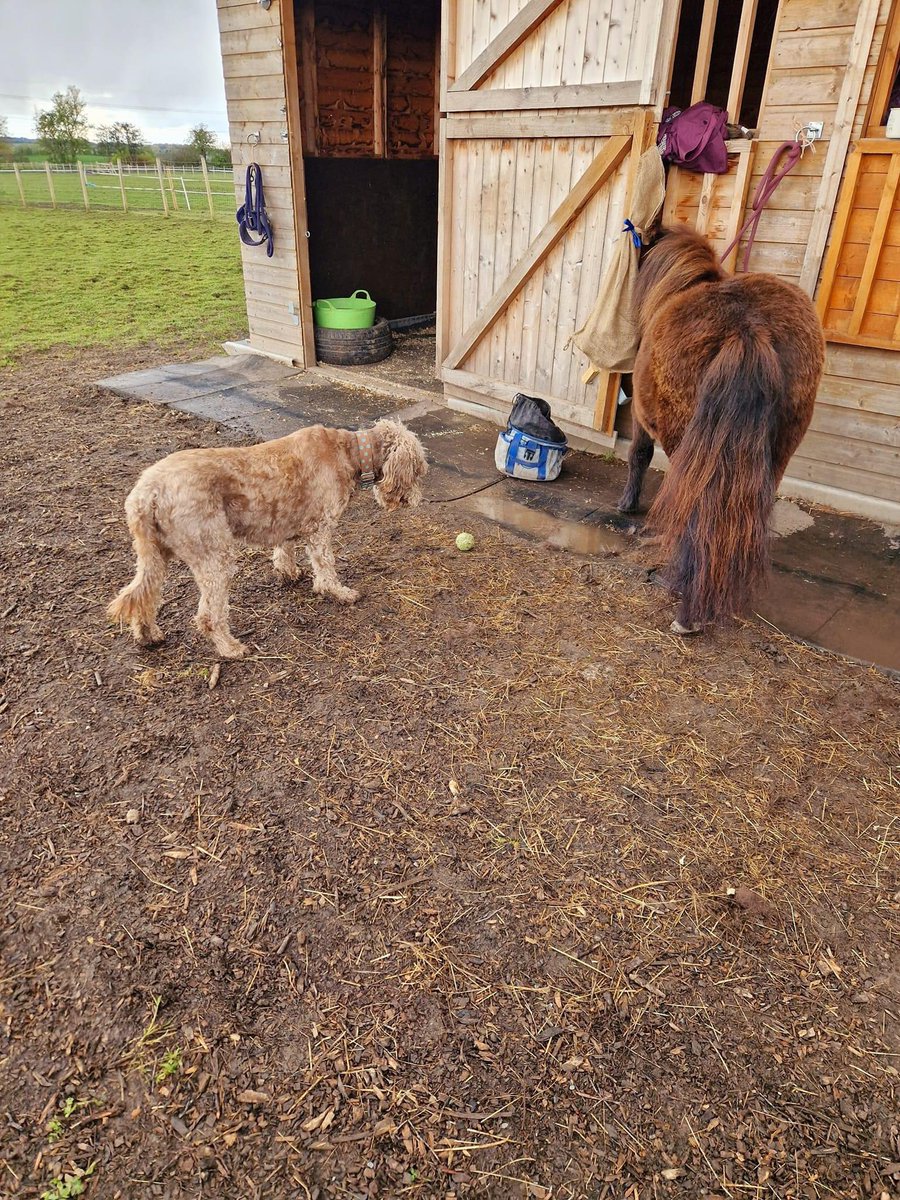 BSpaceUK's tweet photo. It's always fun watching our animals interact with each other - Worzel tried his level best to get Velvet to throw the ball for him today and couldn't quite understand the lack of effort on her part 🙃🐴🥎🐶💜 https://t.co/XaDCs4qn5f