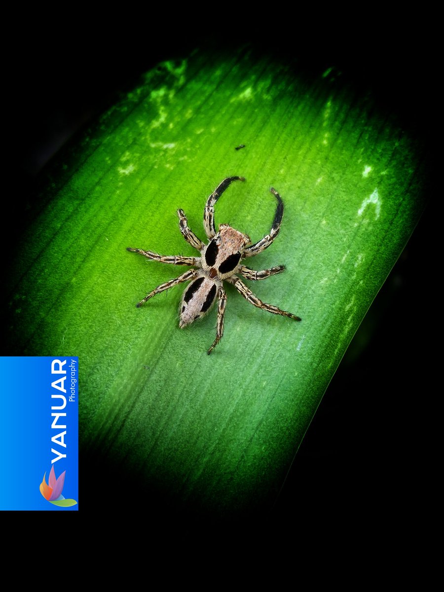 Unique spider with SPIDERMAN mask face.

#photography #photo  #photograph #photooftheday #photographylovers #nature  #natural #naturelover #NaturePhotography #macro #macrophotography #photographyart #NaturePhotograhpy