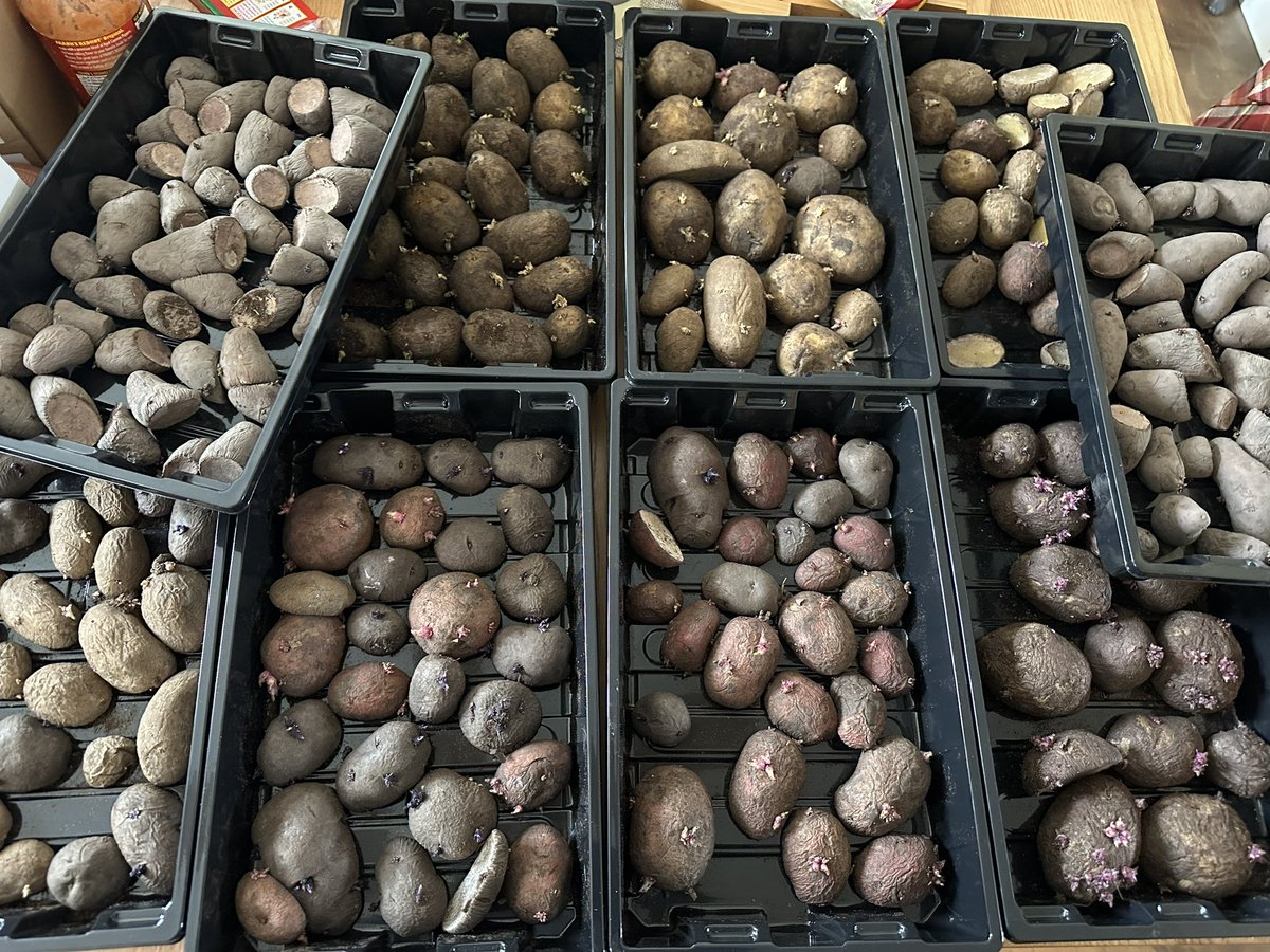 Went thru my potatoes that I am chitting. Can’t wait to get them in the ground!