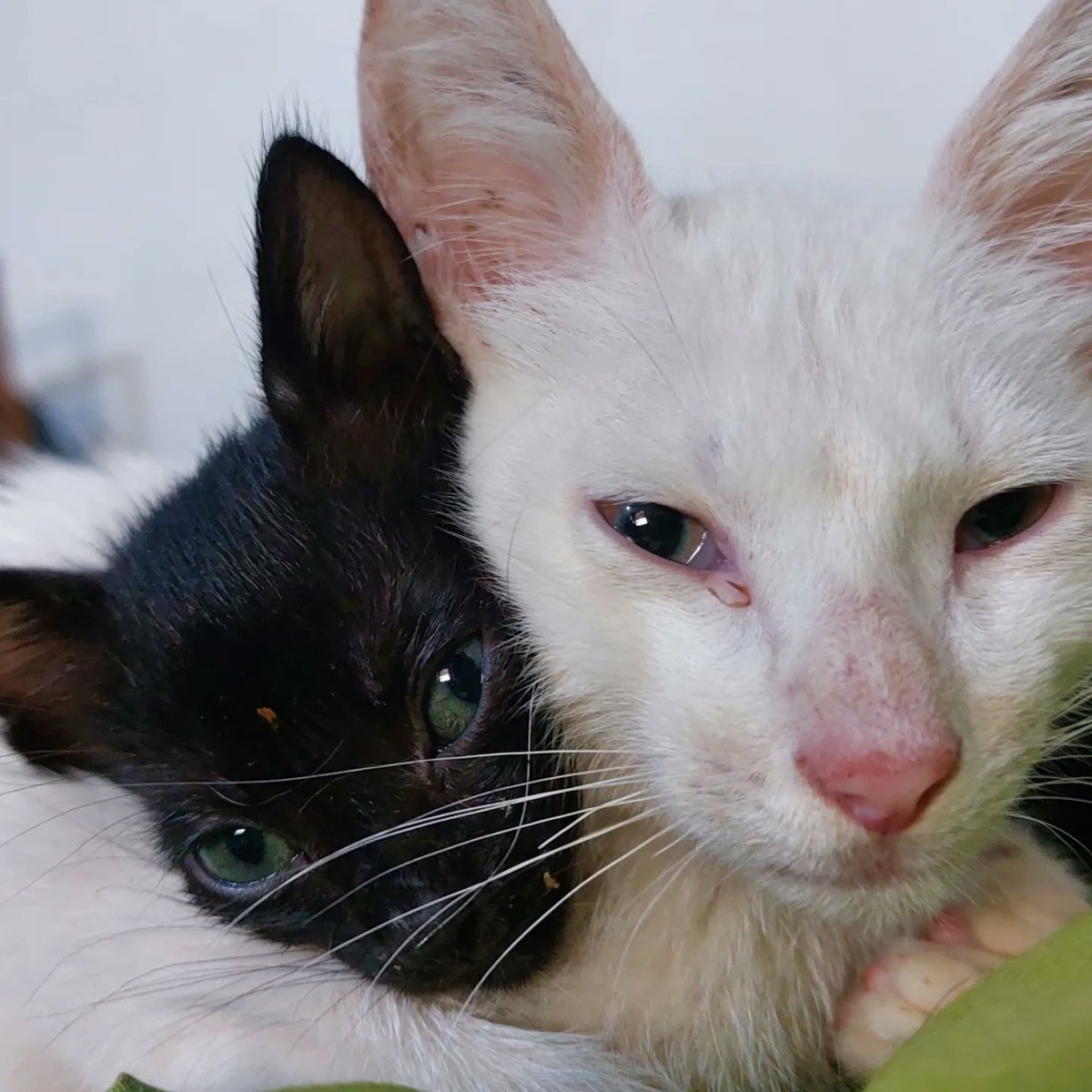Voluntarias_A's tweet photo. Necesitamos enterogermina 😪. Algunos de nuestros rescataditos están con un cuadro diarréico. Ya los llevamos a la vete para una revisión pero necesitan enterogermina para recuperarse 100% ya que son muy bebés 😭.  Danos una mano! https://t.co/7JEPJV0HWY