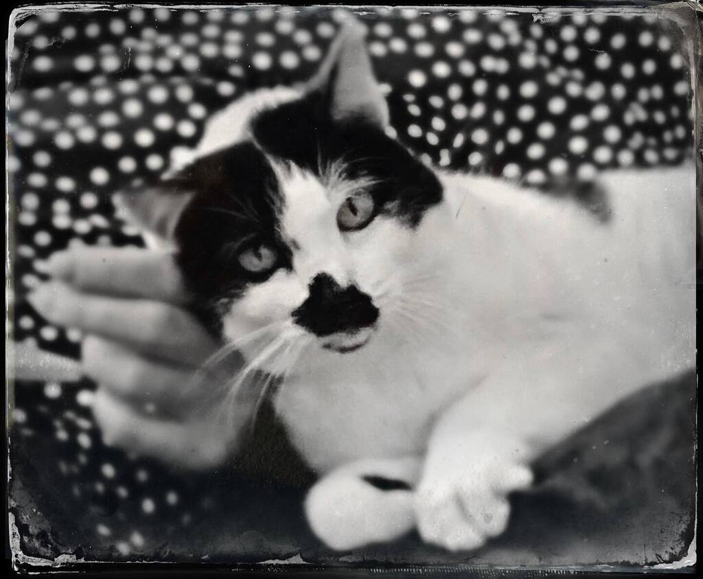 catsynth's tweet image. Experimenting with Tintype lens and film combos in #Hipstamatic #Tinto1884 #DTypePlate #catsofinstagram instagr.am/p/C6UhtpJSmLD/
