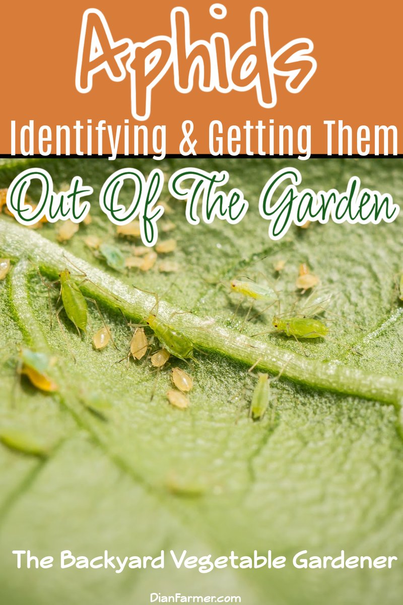 Aphids may be tiny, but they can cause big trouble in your garden! Learn how to spot and stop these pesky pests. 🌱🐛 #GardeningTips

dianfarmer.com/aphids-get-rid…

#gardeningismytherapy #vegetablegarden #growwhatyoueat