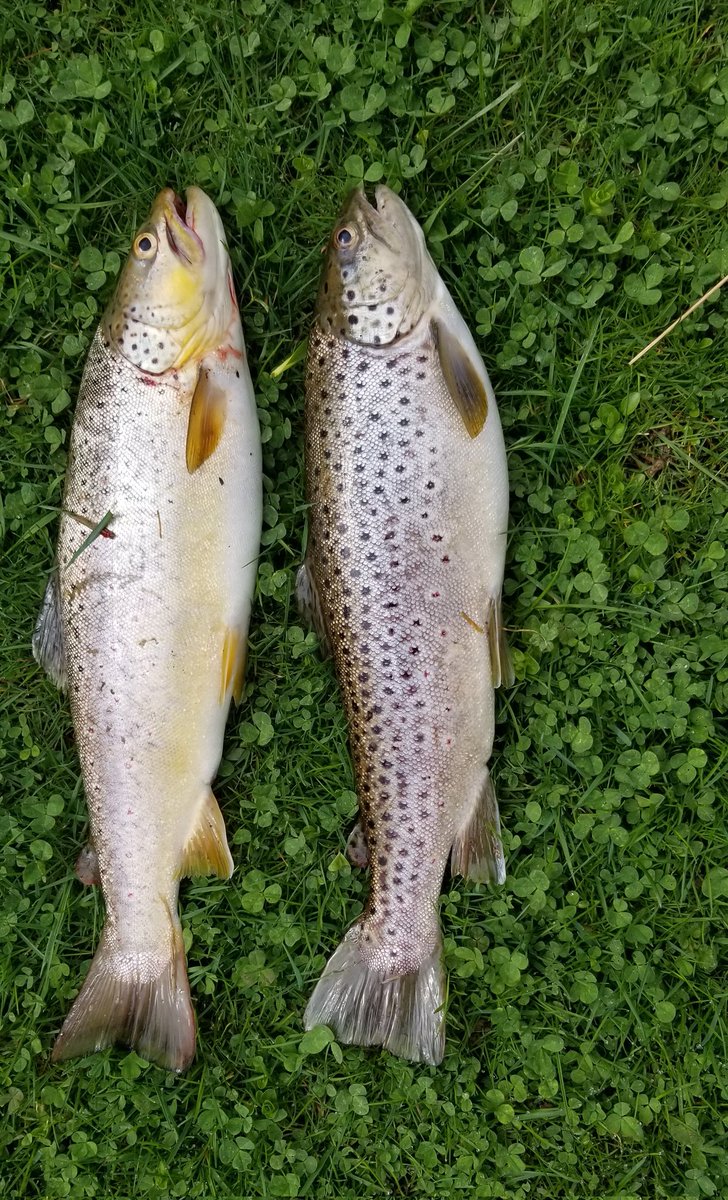 Nothing better then walking outside your house and fishing fresh trout from your creek !👌
#trout #troutfishing #newyorkfishing #southerntier