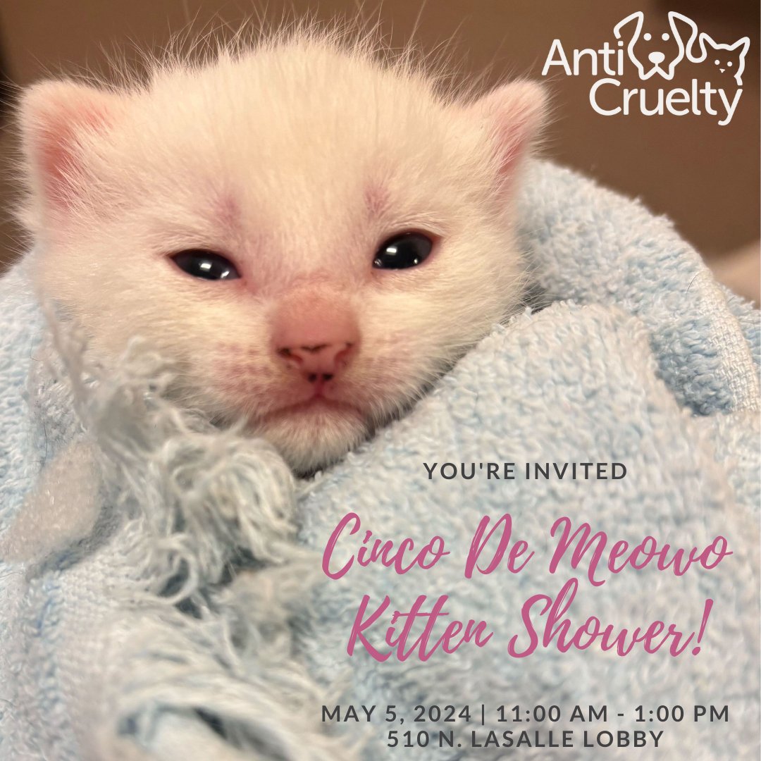 Learn about neonate kitten care on Sunday, May 5th from 11 a.m.-1 p.m. in the 510 N. LaSalle Lobby at our Cinco De Meowo Kitten Shower! No sign-up or reservations required—just come and join the fun! Click here to view our Kitten Shower Wishlist: amzn.to/43UM9k2.