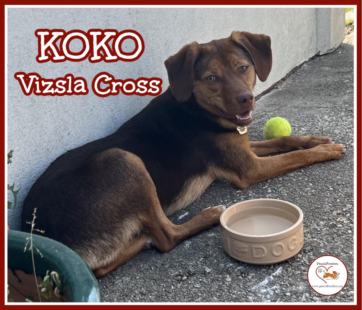 Paws2Freedom's tweet image. Hi, I'm Koko. I'm a beautiful 18 month Viszla Cross looking for a foster home or adoption. I'm full of love, affection and I love cuddles. Will you take me home and love me? Please? facebook.com/media/set/?van… #dogrescue #dogfoster #Cornwall #Devon