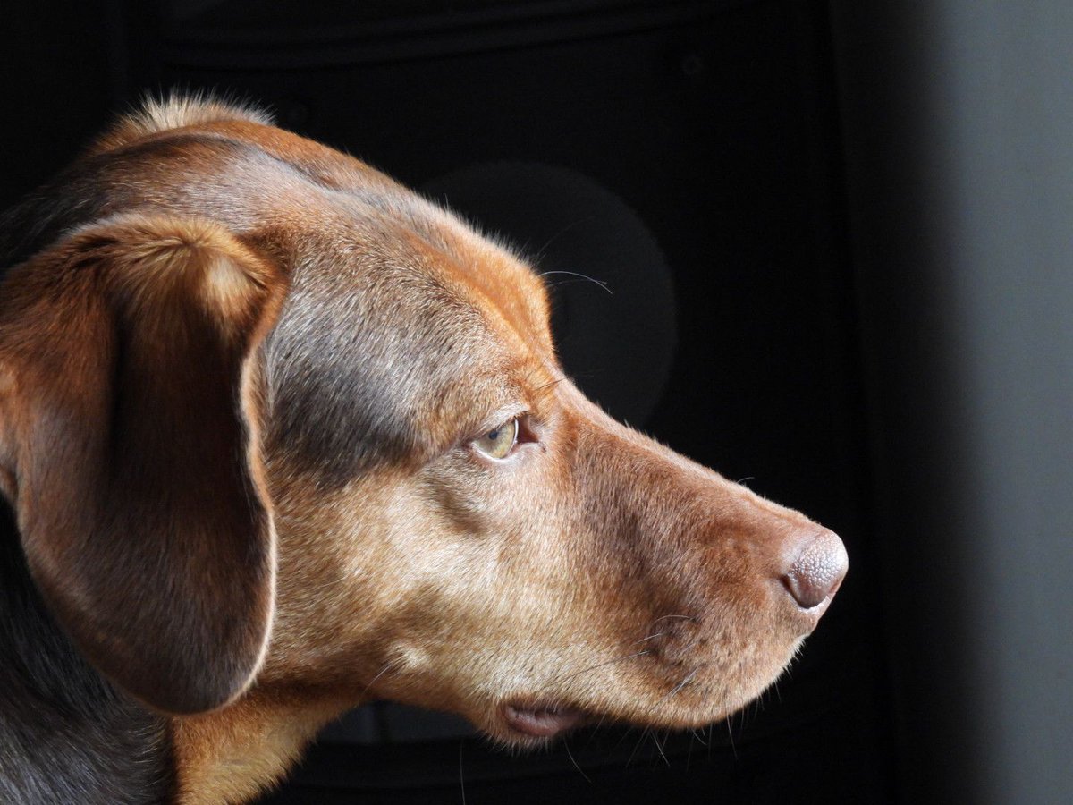 Paws2Freedom's tweet image. Hi, I'm Koko. I'm a beautiful 18 month Viszla Cross looking for a foster home or adoption. I'm full of love, affection and I love cuddles. Will you take me home and love me? Please? facebook.com/media/set/?van… #dogrescue #dogfoster #Cornwall #Devon