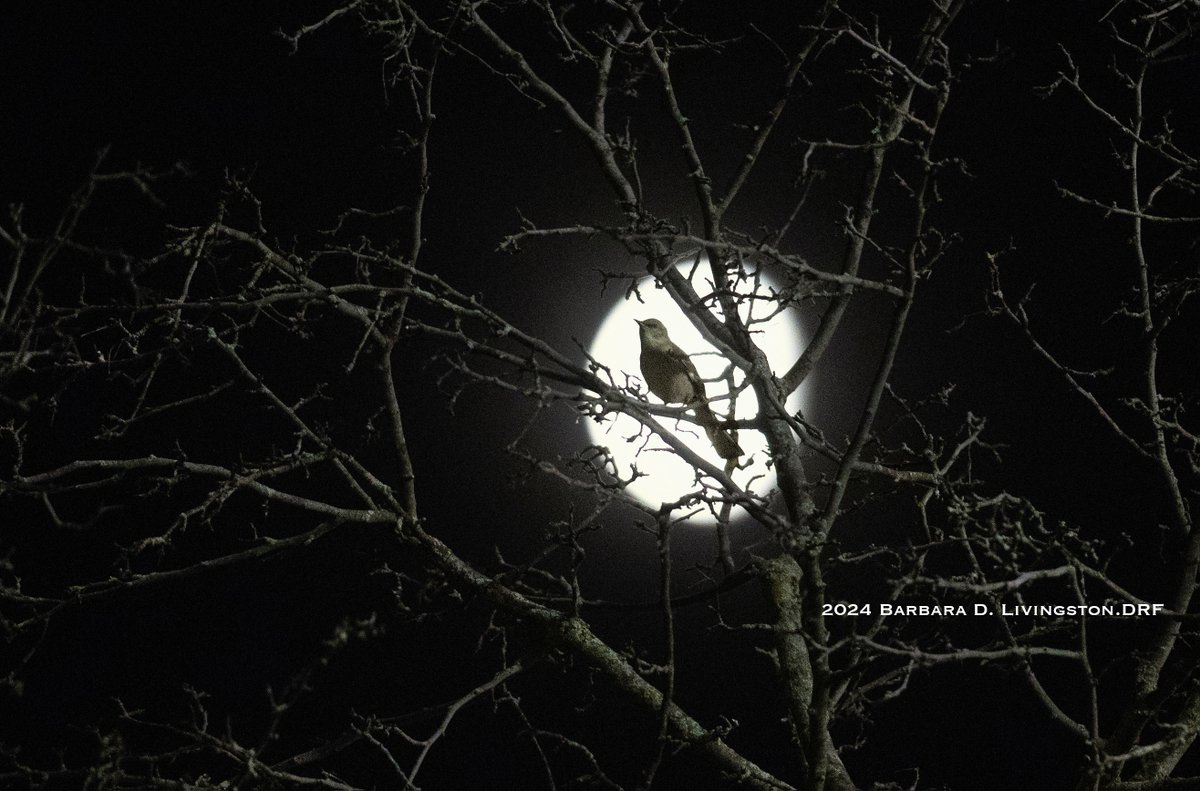 Mockingbird and the near-full moon, long before sunrise this morning at Churchill Downs Each morning, this beauty has shared a tremendous range of songs/noises - and is impressively loud, in a most wonderful way.