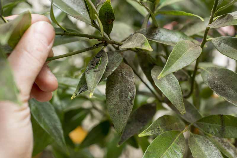 How to Identify, Prevent, and Treat Sooty Mold - Do your plants suddenly look like they are covered in a layer of black soot? Learn how to identify and manage sooty mold now on Gardener's Path. gardenerspath.com/how-to/disease… #plantdisease #sootymold