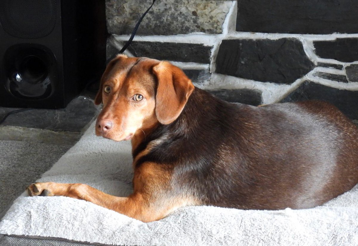 Paws2Freedom's tweet image. Hi, I'm Koko. I'm a beautiful 18 month Viszla Cross looking for a foster home or adoption. I'm full of love, affection and I love cuddles. Will you take me home and love me? Please? facebook.com/media/set/?van… #dogrescue #dogfoster #Cornwall #Devon