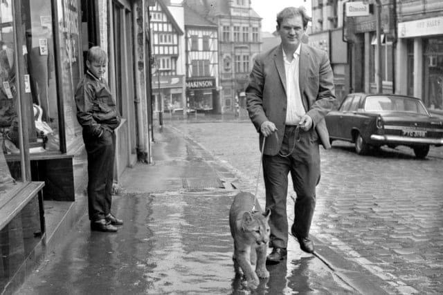 Tom Whalley, Wigan pet shop owner, pre-Dangerous Animals Act era (1971/72?) walking his pet puma round #Wigan. I remember seeing him once. I was a kid and he had a kind of chain harness on it and though he said it was okay to stroke it, my dad wouldn't let me.