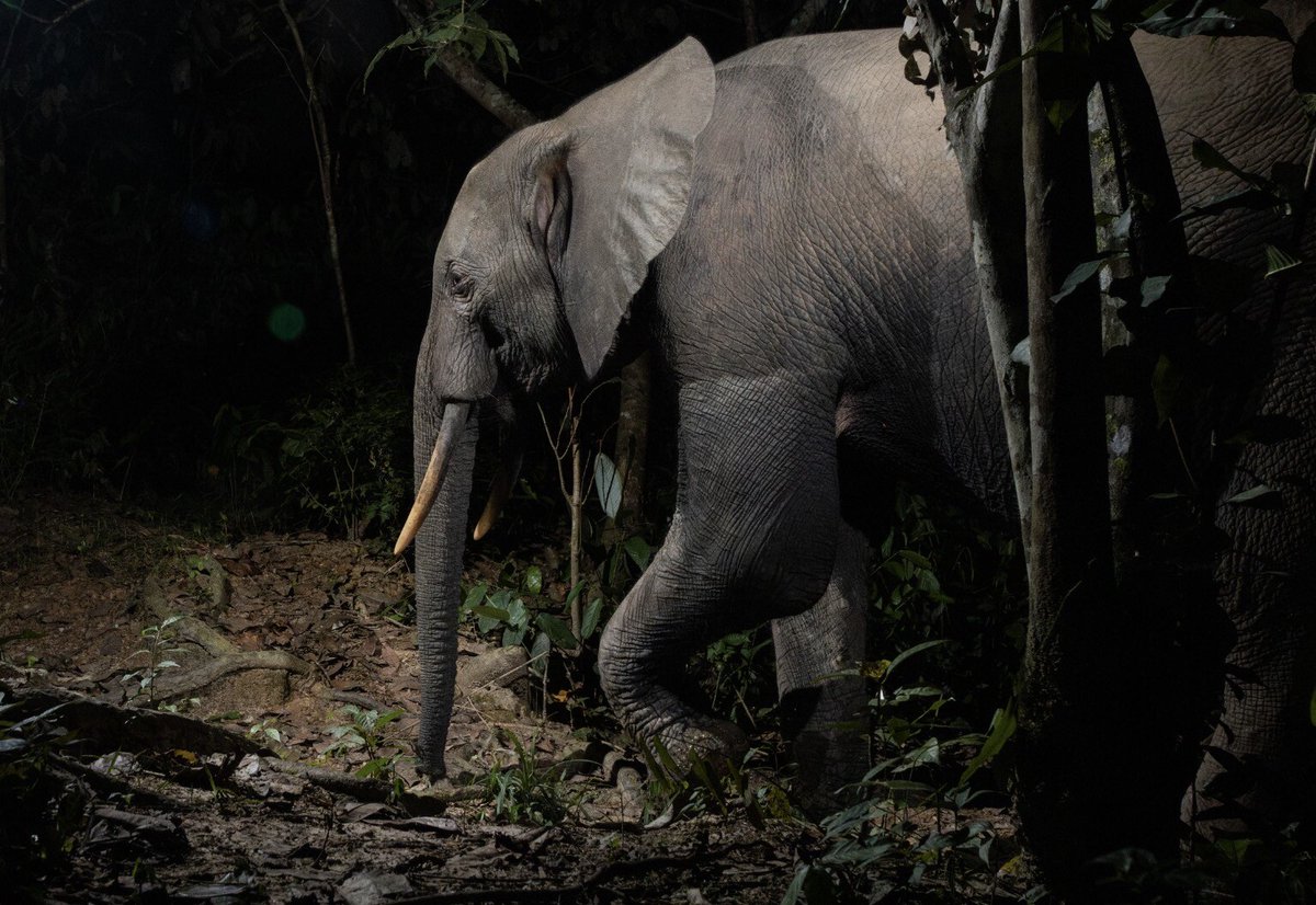 Quelle est la différence entre l'éléphant de forêt et l'éléphant de savane ? ➡️ l.geo.fr/uum