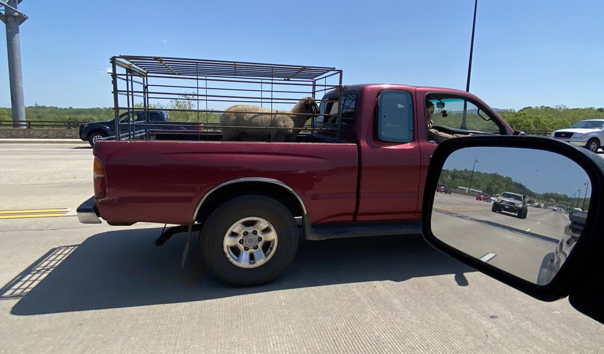 PropagandaHead's tweet photo. Another reason Tacomas rule: a sheep transporter https://t.co/HxTDwWBW7j