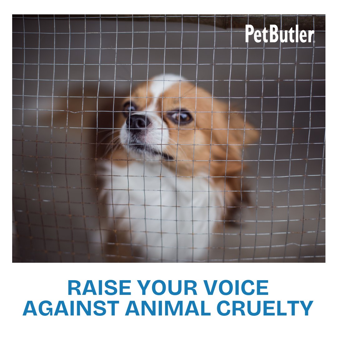 PetButler's tweet image. Raise your voice against animal cruelty! 📢 Your awareness can ignite change. Don't stay silent on neglect, abuse, or exploitation. Act, report, advocate. Together, we can craft a kinder world for all. 💚 #SpeakForThoseWhoCant #AnimalAdvocacy #PetButler