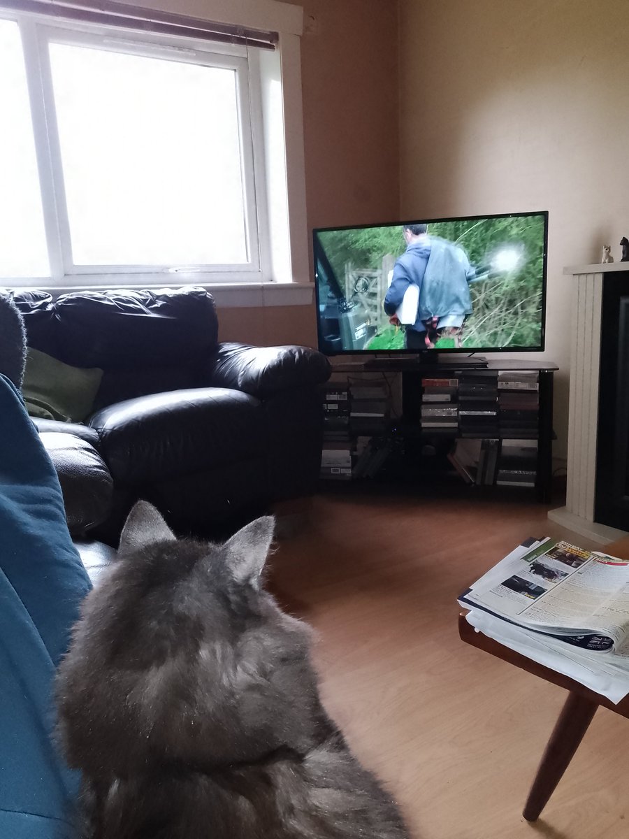 Rocco watching countryfile 
#catdad