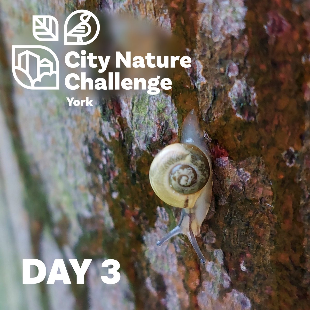 Despite the rain today, York continues to stay ahead in the #citynaturechallenge2024. We are now at over 7,000 observations! 🐌 Tomorrow is the final push – keep it up! Check out our events post to see what’s on.