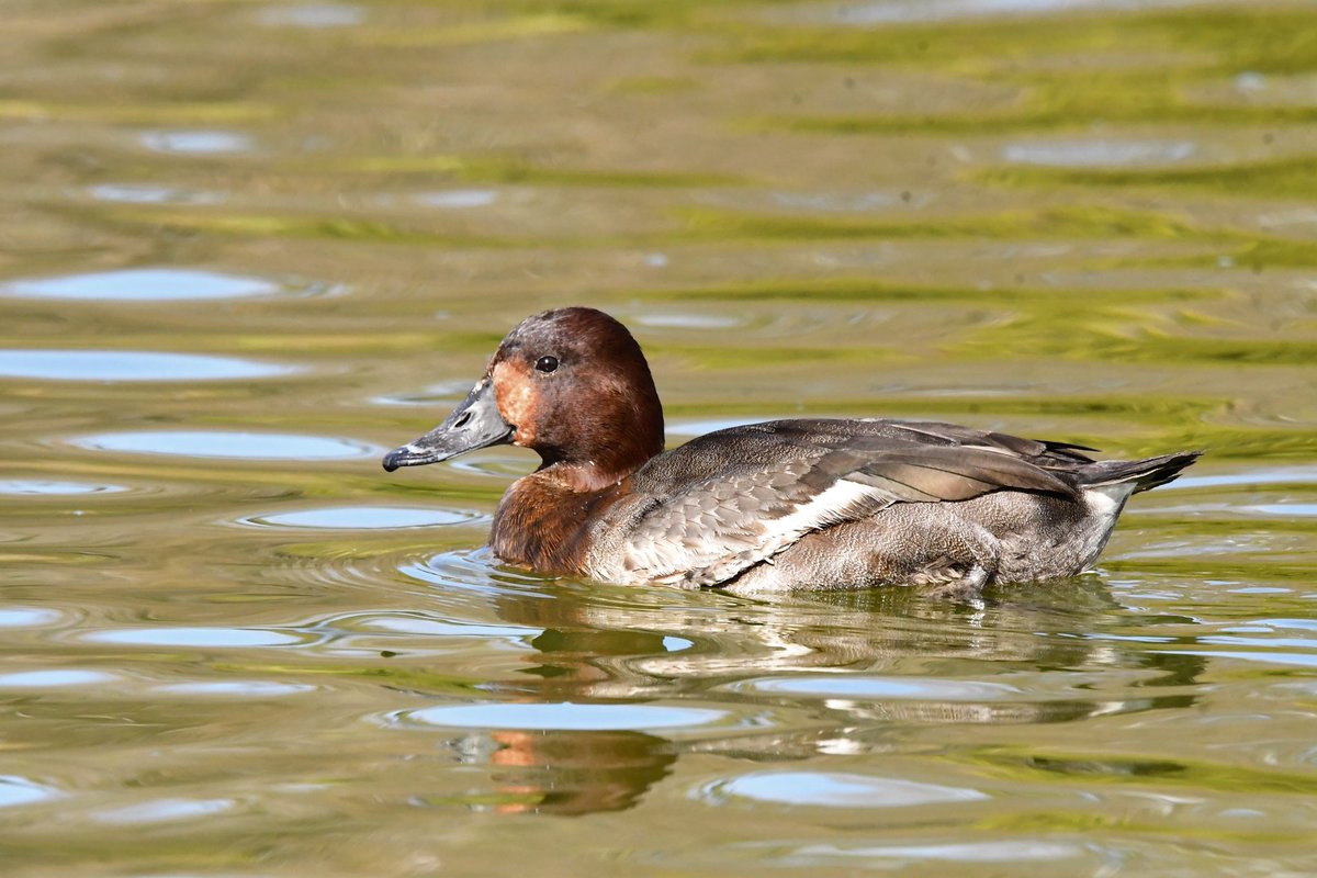 アカハジロ×ホシハジロ(Baer's pochard×Common pochard)♀
2024.2 O.T
左翼を怪我し定着しているらしい
2013年から10年滞在していることになる
嘴基部にはアカハジロ♀の特徴である赤褐色の淡色部もみられる
翼帯は灰褐色味を帯び、次列風切先端暗色部が広くホシハジロ味が強い