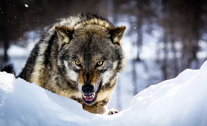 Mário Nunes tweet media