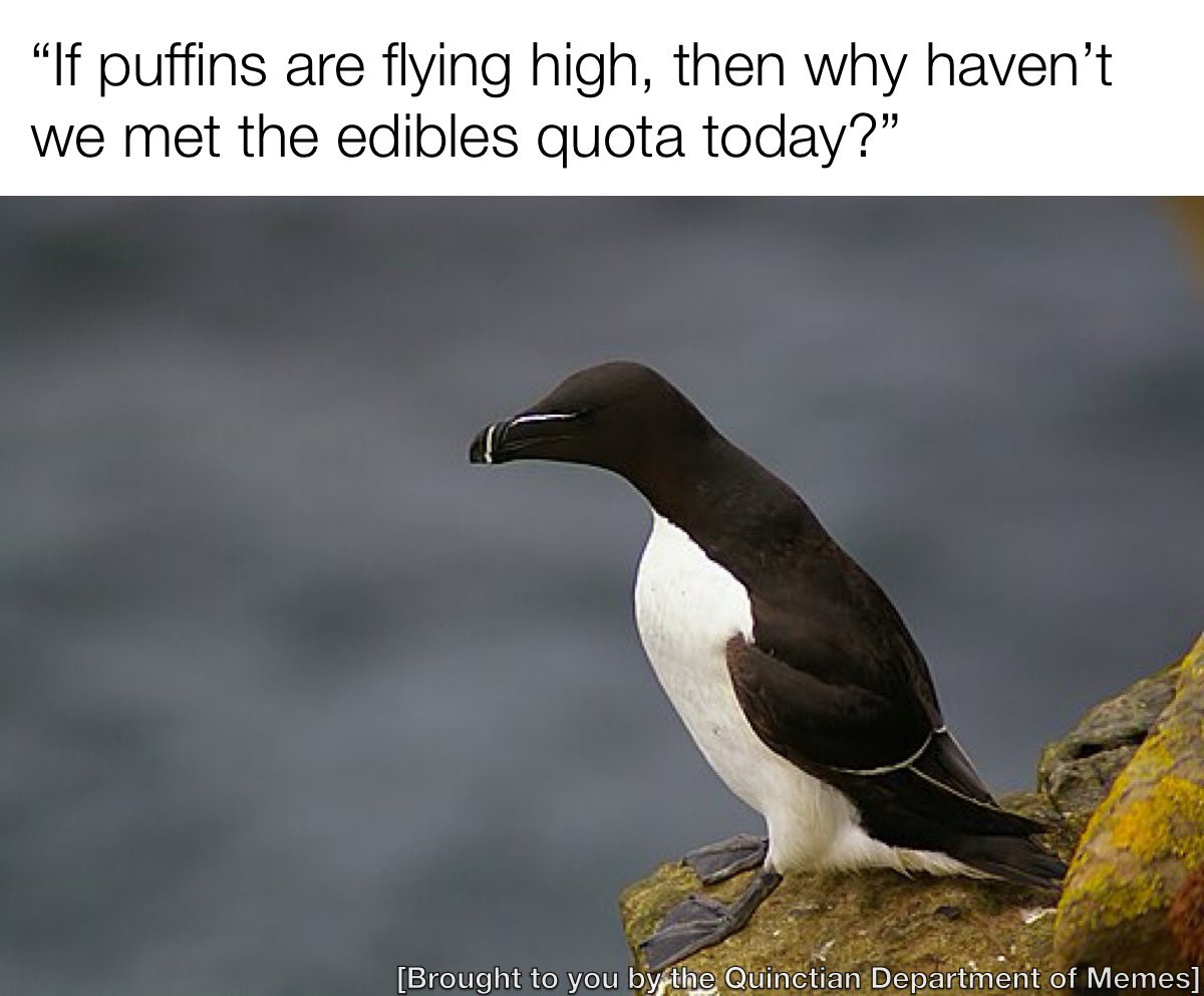 Introducing a new #meme: Existential Razorbill!

Yea or nay?