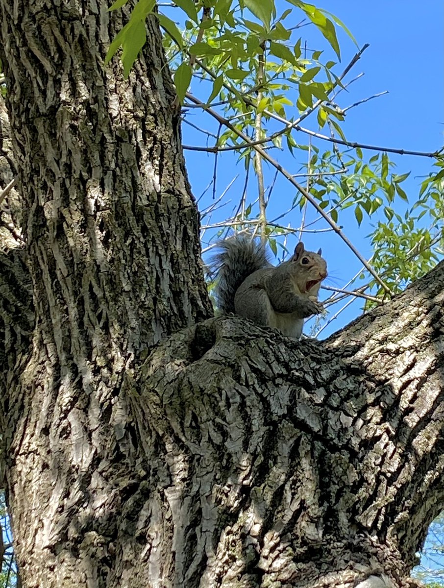 @Gorillababe I was feeding this squirrel the other day and he got his belly full and started yawning…😂🤣😂