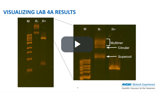 This video on @LabXchange reviews several plasmid configurations and how they move through a gel, as seen in ABE #FoundationsofBiotech Lab 4/4a: Verifying the Recombinant Plasmid. Check it out! ow.ly/nB5550OhRGE