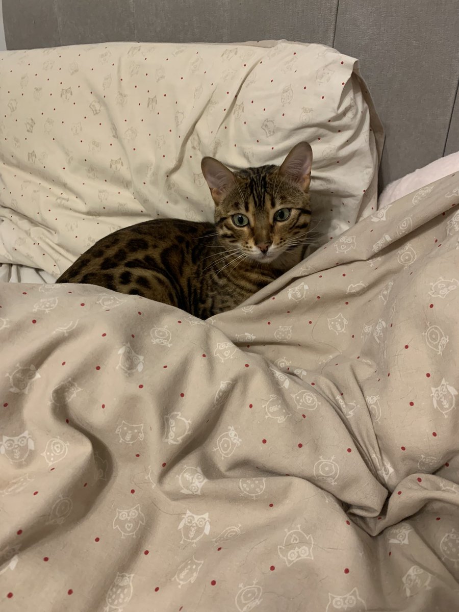 Come to bed human! I’m waiting for you ❤️❤️ #LazySunday #TeamBengal