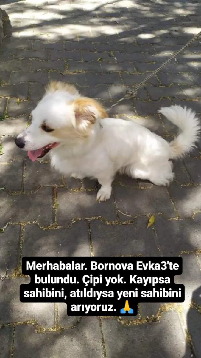 Bornova evka3’te bulundu çipi yok kayıpsa sahibi yoksa yeni ailesini arıyoruz #izmir İnstagram @patikoruyuculari #SokakHayvanlarıSahipsizDeğil