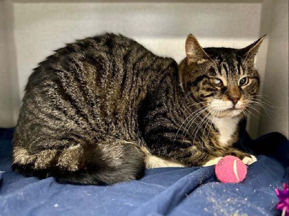 🆘🆘 SHELDON 7YO, MALE – IN MANHATTAN ACC 🆘🆘 - came into the shelter as an aco - owner surrender on 4/1/2024, with the surrender reason stated as person circumstance- moving. 😿 😿 😿 😿 SHELDON was brought in without information on his behavior history in a home environment