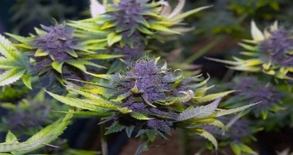 For marijuana growers interested in growing autoflowers, there are a few things you should be aware of to ensure that you maximize their potential.
#GrowYourOwn
 buff.ly/3WiSjsE