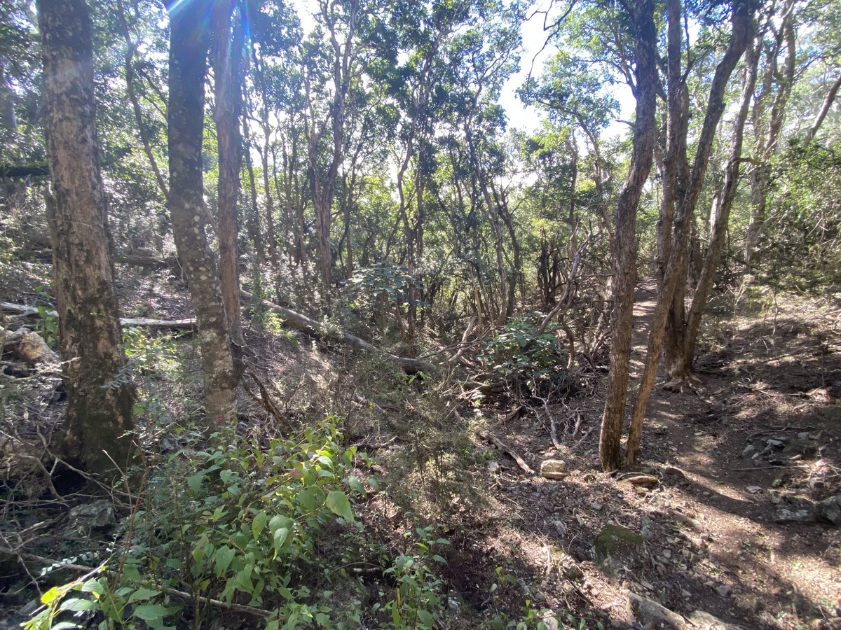 Local dry #rainforest is highly underrated. Make sure you visit it if you’re in the northern tablelands of NSW. #OxleyWildRiversNP